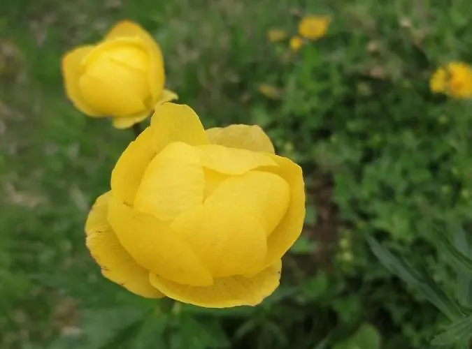 Hanni Deisenberger דירה פיברברון